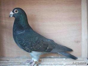 娱乐吃瓜君鸽子,揭秘娱乐圈背后的那些事儿