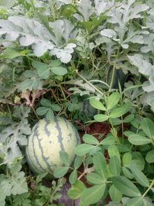 六月娱乐吃瓜季